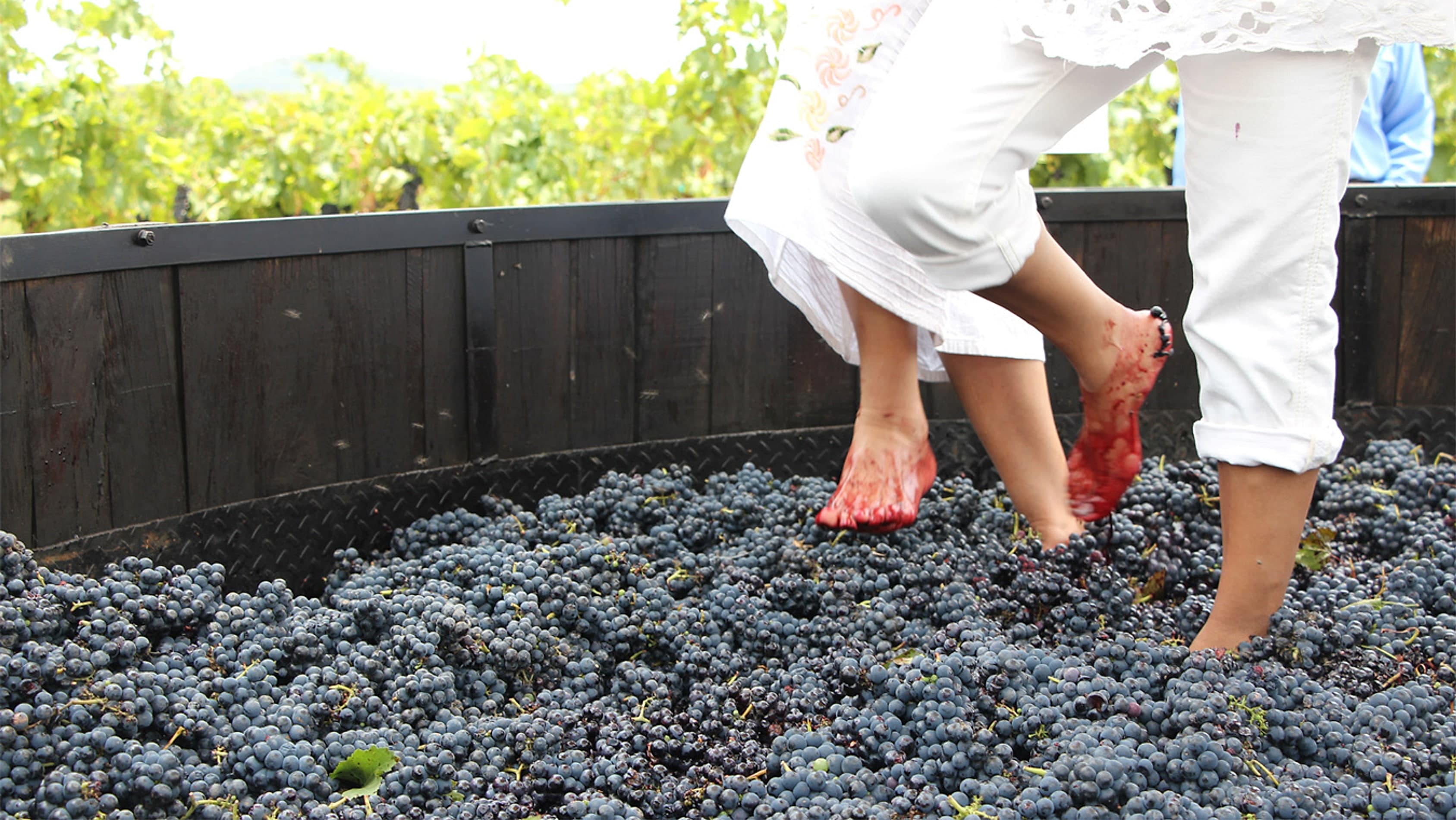 Traditional grape stomping in a wooden vat