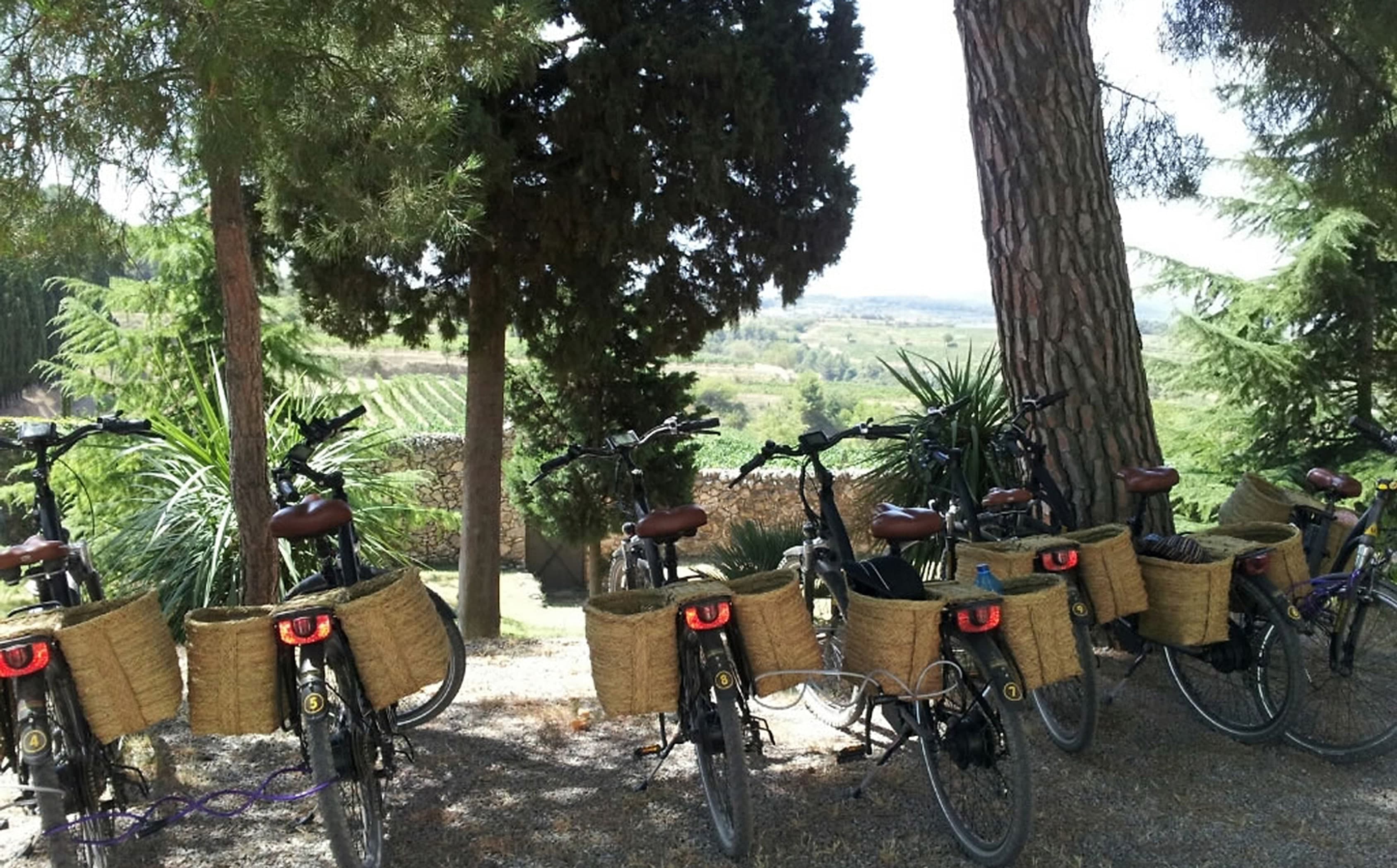 Parked rental bikes during a vineyard tour