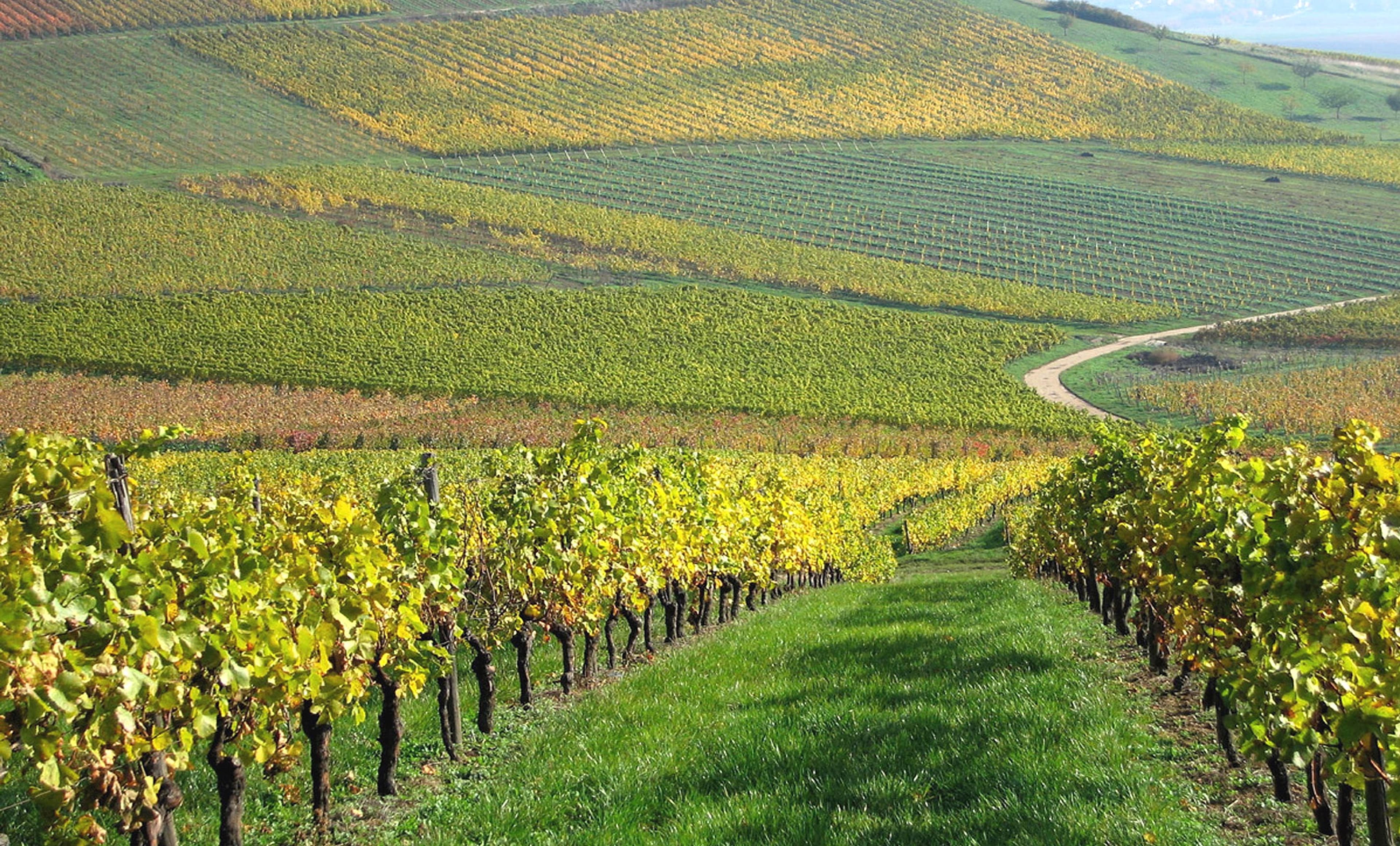 Rolling green vineyards bisected by a central walking path