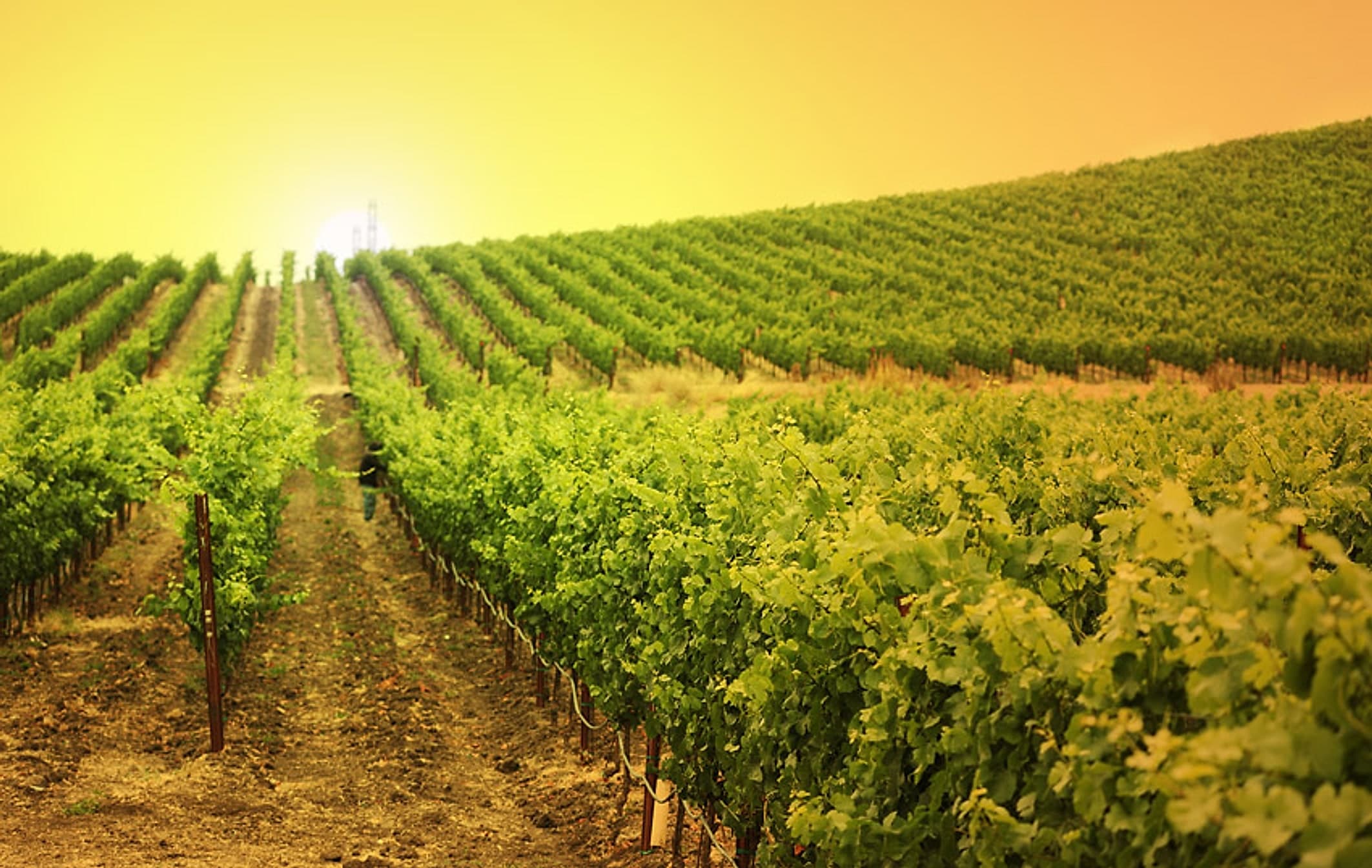 Sunrise over a sloped vineyard