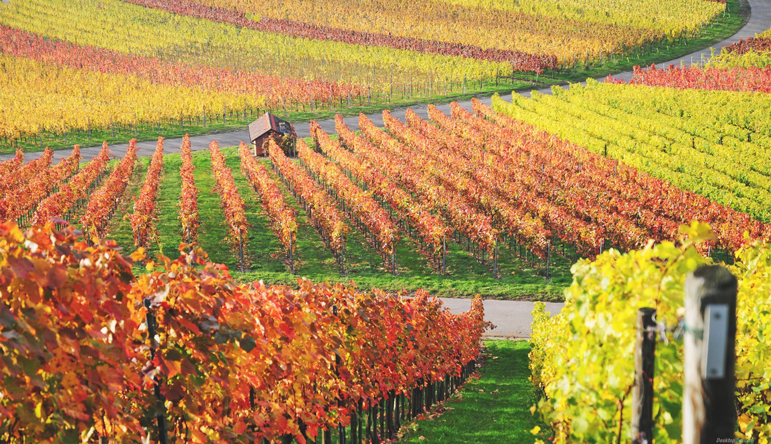 Concentric autumn vineyard rows — a regulated, structured landscape