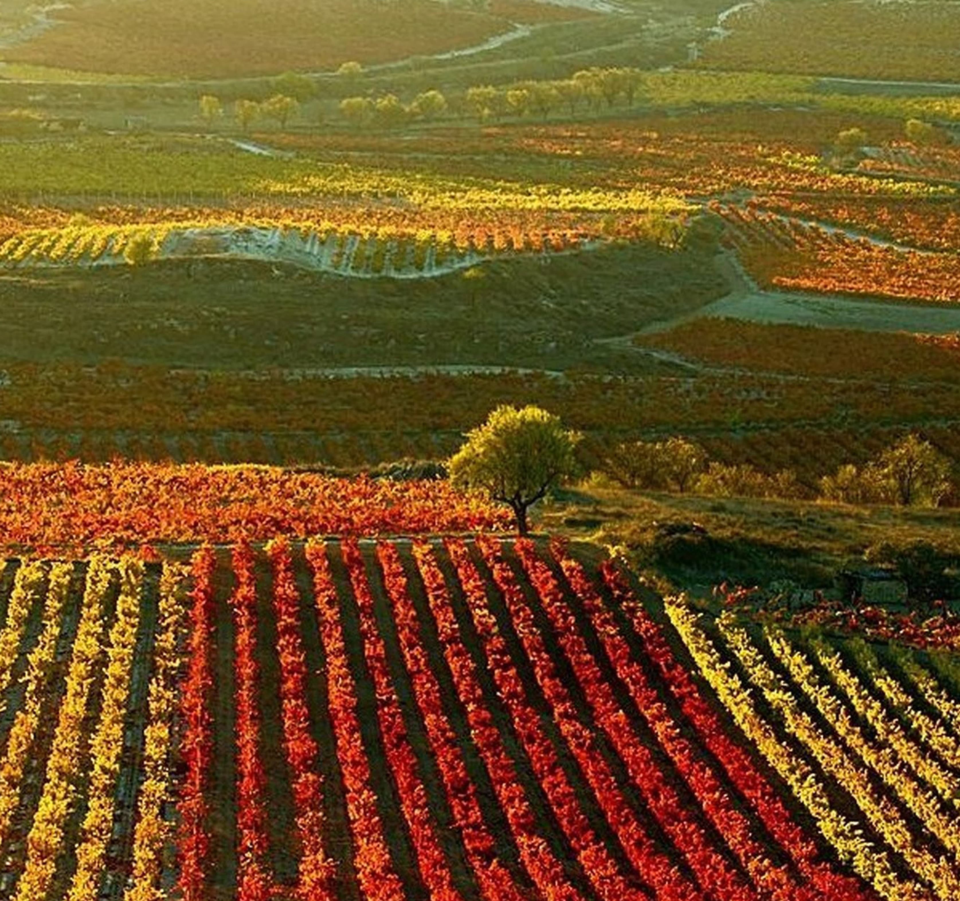 La Rioja vineyards in autumn — a patchwork of red and green parcels